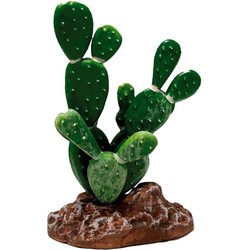 Repto Aquadistri plant cactus opuntia