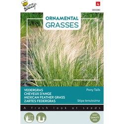 Ornamental Grasses, Stipa tenuissima 'Pony Tails' - Buzzy