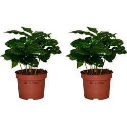 ZynesFlora - Coffea Arabica - 2 Stuks - Ø 12 cm - Hoogte: 25 cm - Kamerplant - Koffieplant