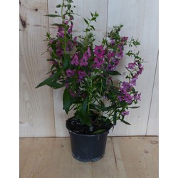 3 stuks! Angelonia Angustifolia roze