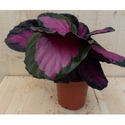 Calathea Crimson Pauwenplant Klein