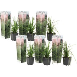 Cortaderia selloana - Set van 6 - Siergras - Roze - Pot 9cm - Hoogte 25-40cm