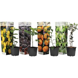 Mediterrane Fruitbomen - Set van 4 - Pot 9cm - Hoogte 25-40cm