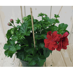 3 stuks! Hanggeranium rood