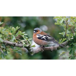 Vink mannetje 130x70cm Tuinschilderij