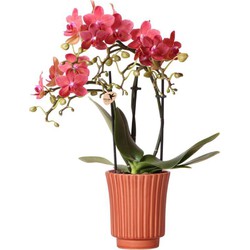 Kolibri Orchids | Rode Phalaenopsis orchidee – Congo + Retro sierpot terracotta– potmaat Ø9cm – 40cm hoog | bloeiende kamerplant in bloempot - vers van de kweker