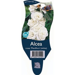 Alcea rosea 'Pleniflora' Wit