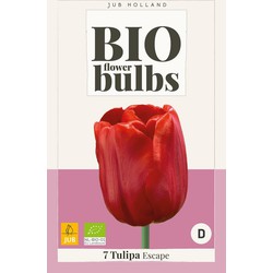 Tulipa escape - bio