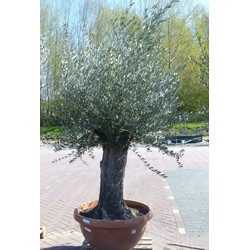 Olijfboom Olea stamhoogte 80 cm en boomhoogte 200 cm Dikke oude Stam
