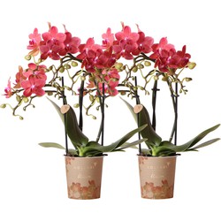 Kolibri Orchids | COMBI DEAL van 2 rode Phalaenopsis orchideeën - Congo - potmaat Ø9cm  bloeiende kamerplant - vers van de kweker