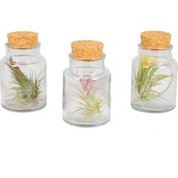 Floraya Luchtplantjes-  Tillandsia - 3 stuks in glas ⌀7 cm - ↕11 cm