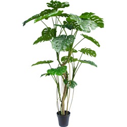 Kunstplant Monstera Elite 210 cm | NeverLeafs