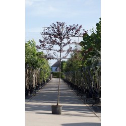Sierpruim als leiboom Prunus cerasifera Nigra h 320 cm st. omtrek 8 cm st. h 200 cm