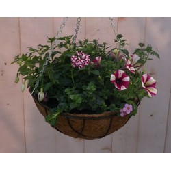 Diverse hangplantjes in kokos hanging basket roze