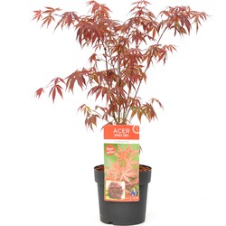 Acer palmatum ´Atropurpureum´ - Japanse Esdoorn - Pot 19cm - Hoogte 60-70cm