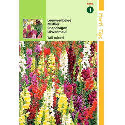 2 stuks - Antirrhinum Majus Maximum Gemengd