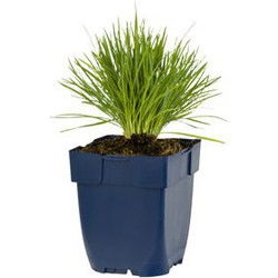 Koeleria glauca