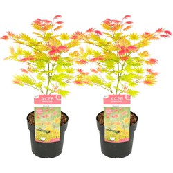 Acer palmatum 'Moonrise' - Set van 2 - Japanse esdoorn  - ⌀19cm - Hoogte 80-90cm