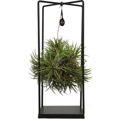 ZynesFlora - Tillandsia Luchtplant Groot - Ø 14 cm - Hoogte: 37 cm - Luchtzuiverend - Kamerplant