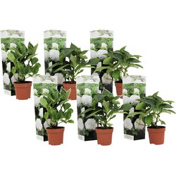 Hydrangea macrophylla - Wit - Set van 6 - Hortensia - Pot 9cm - Hoogte 25-40cm