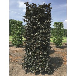 Fagus sylvatica atropunice 250 cm