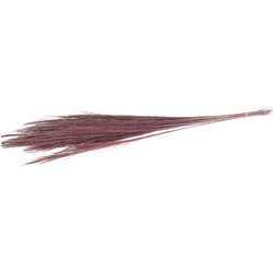 Cozy Ibiza - Droogbloem broom grass roze 2 bundels