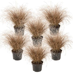 Carex Bronco - Set van 6 - Siergras - Pot 10,5 - Hoogte 15-25cm