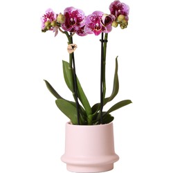 Kolibri Orchids | Roze paarse Phalaenopsis orchidee - El Salvador + Ring sierpot nude - potmaat Ø9cm - 35cm hoog | bloeiende kamerplant - vers van de kweker