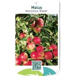 Malus Domestica Elstar