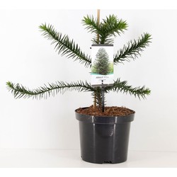 Araucaria araucana 45 cm