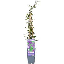 Hello Plants Clematis Viticella Polish Spirit Bosrank - Klimplant - Ø 15 cm - Hoogte: 65 cm