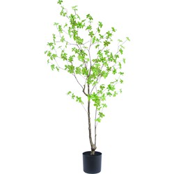 Kunstplant Enkianthus Royal 150 cm | NeverLeafs