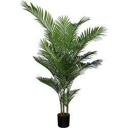 Areca palm 185 cm