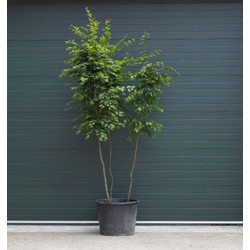 Haagbeuk meerstammig Carpinus betulus h 275 cm