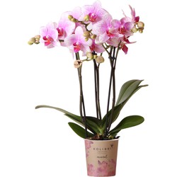 Kolibri Orchids | Roze Phalaenopsis orchidee - Mineral Rotterdam - potmaat Ø9cm | bloeiende kamerplant - vers van de kweker