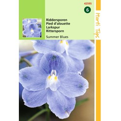 2 stuks - Delphinium Grandiflorum Summer Blues