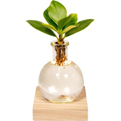 Hello Plants Clusia in Samoa Glas met LED Verlichting - Ø 4 cm - Hoogte: 10 cm