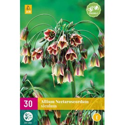 Allium nectaroscordum siculum