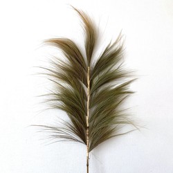 Droogbloemen - Feather Grain Wide - 1 stuk 150cm - Gedroogde Bloemen
