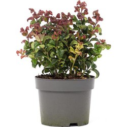 Leucothoe axillaris Curly Red x1 ® - Druifheide - 1x Leucothoe axillaris Curly Red