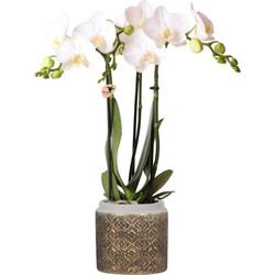 Kolibri Orchids | witte Phalaenopsis orchidee in Grey edge goud sierpot - 40cm hoog - potmaat Ø9cm