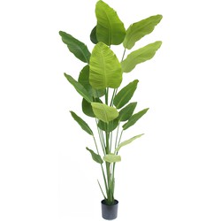 Greenmoods Kunstplant Strelitzia - Strelitzia reginae - Nep plant - 1 Stuk - 240cm