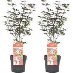 Acer palmatum 'Starfish' - Set van 2 - Esdoorn - Pot 19cm - Hoogte 60-70cm