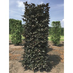 Fagus sylvatica atropunice 250 cm - Quickhedge