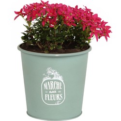 Sunnydays /plantenpot - zink - jadegroen - D14 x H13 cm - IJzeren emmer / teil