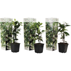 Toscaanse Jasmijn - Set van 3 - Tuinplanten - Wit - Pot 9cm - Hoogte 25-40cm