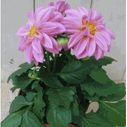 2 stuks! Dahlia roze