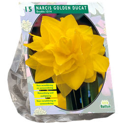 Narcis Golden Ducat per 15 bloembollen