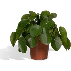 Hello Plants Pilea Peperomiodes Pannekoekenplant - Ø 15 cm - Hoogte: 25 cm