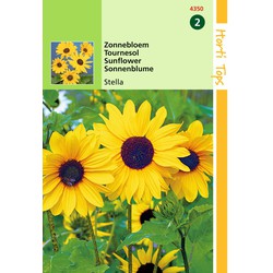 2 stuks - Helianthus Debilis Geel Stella - Hortitops